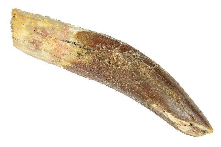 Fossil Sauropod Dinosaur (Titanosaur) Tooth - Morocco #248871